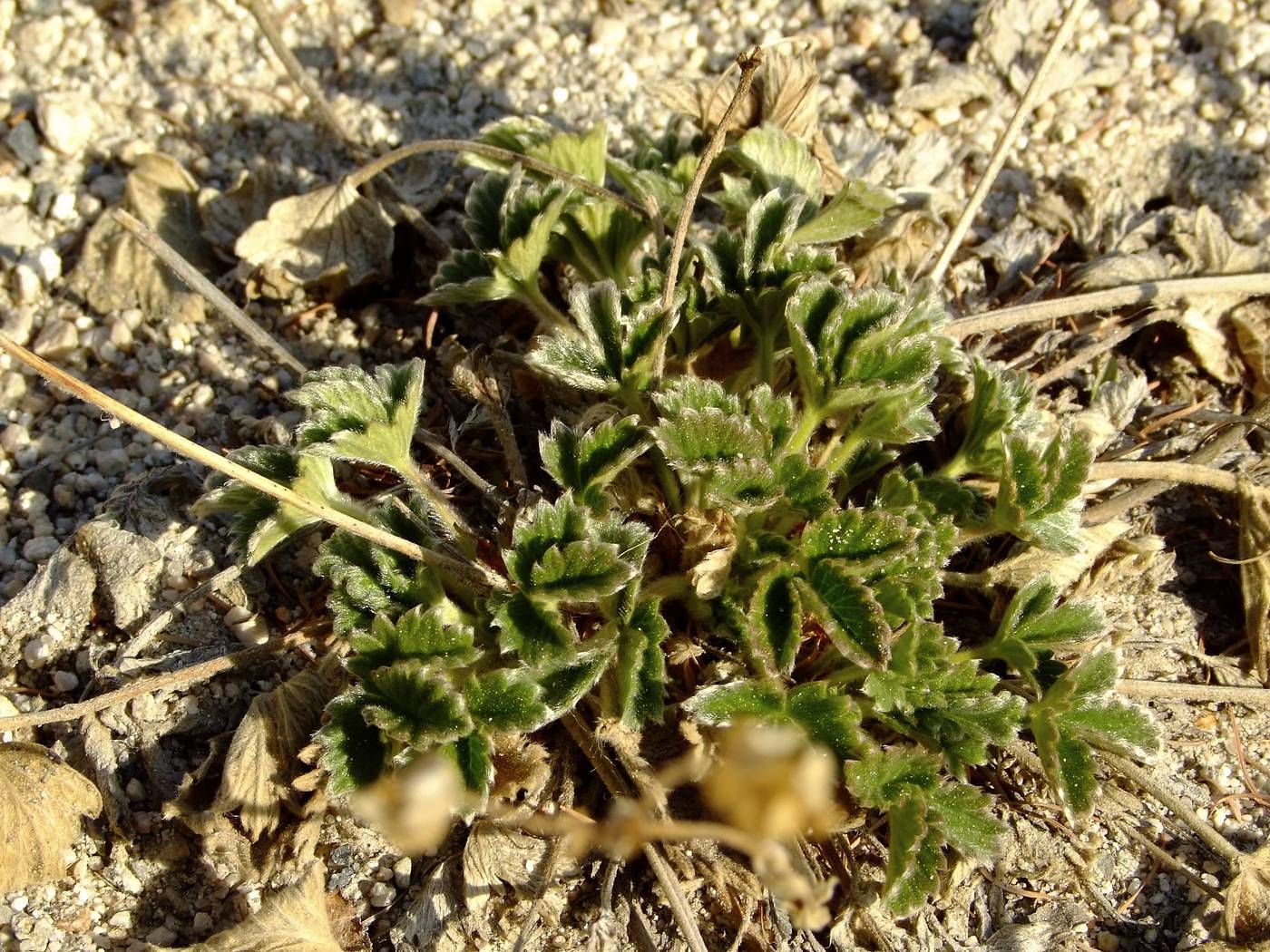 Image of Potentilla fragiformis specimen.