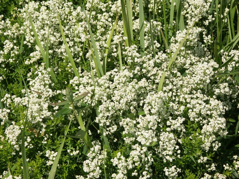 Image of Galium boreale specimen.