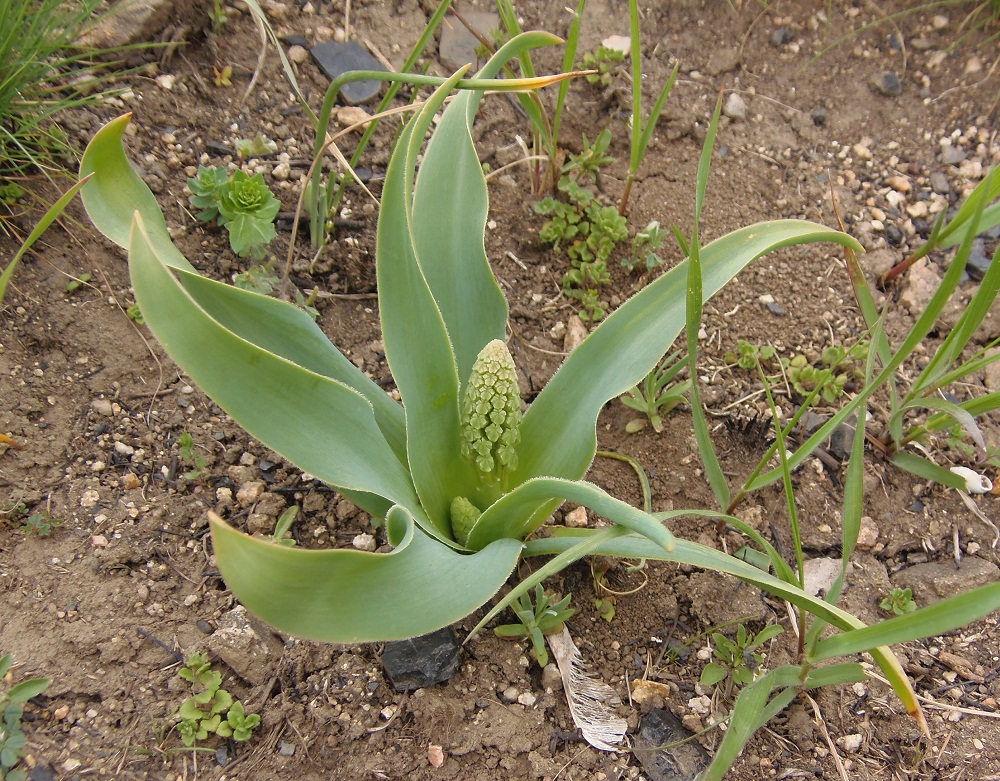 Image of Bellevalia sarmatica specimen.