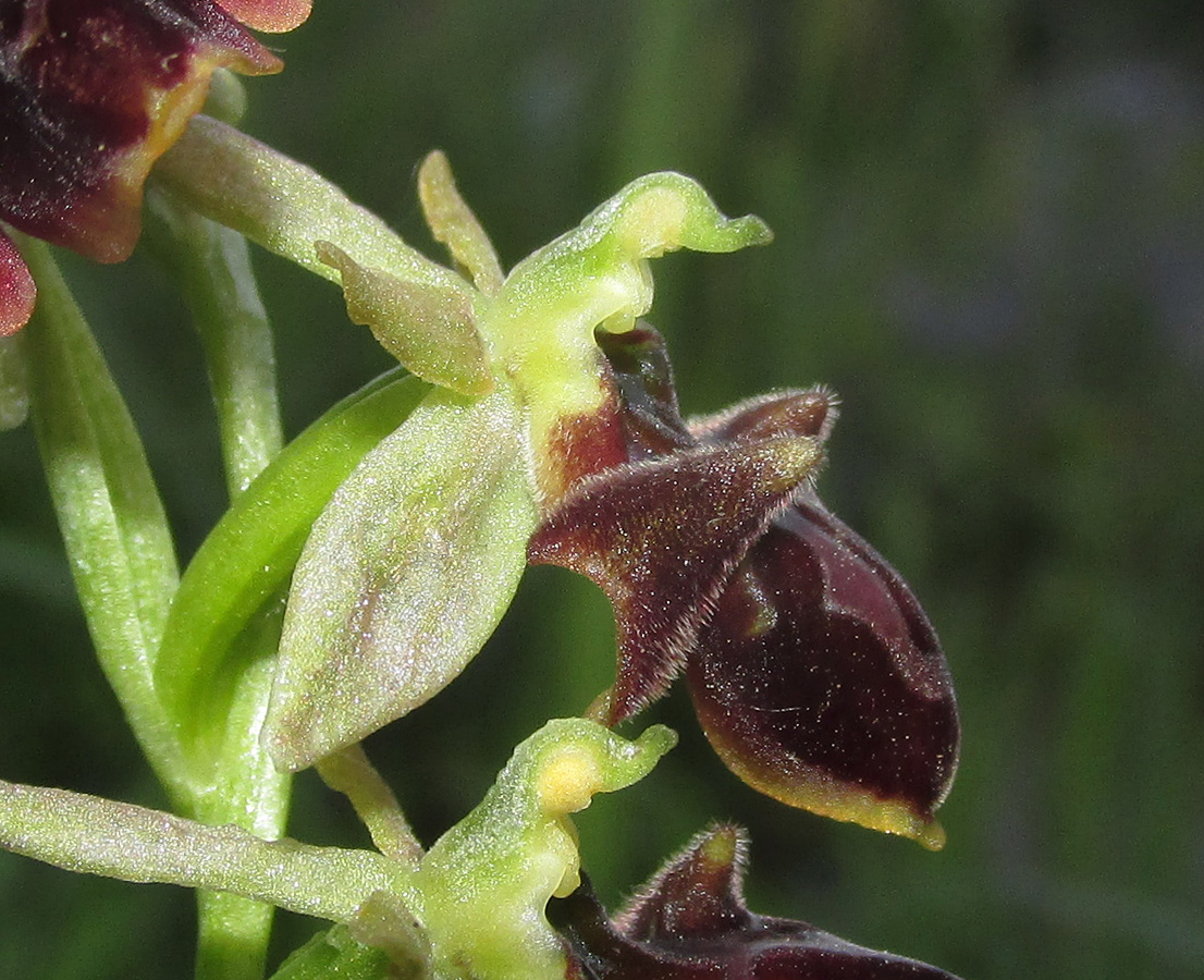 Изображение особи Ophrys mammosa ssp. caucasica.