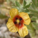 Glaucium corniculatum