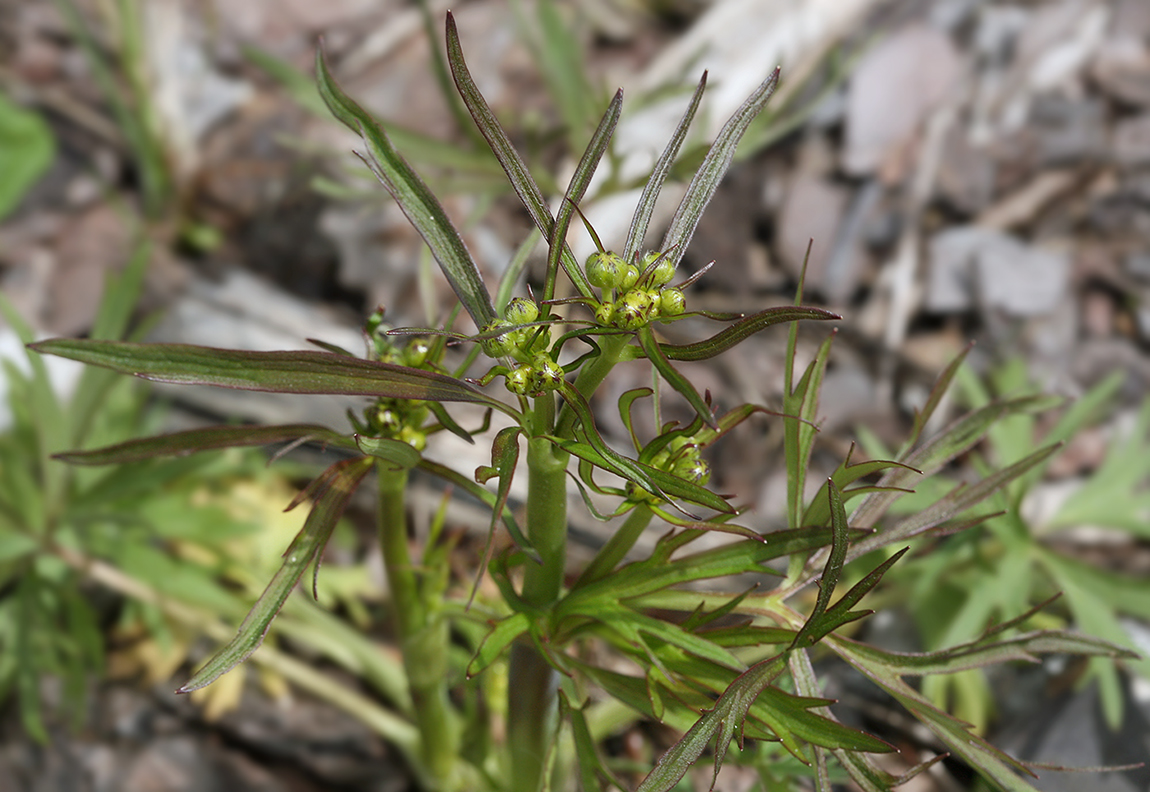 Image of Ranunculus acris specimen.