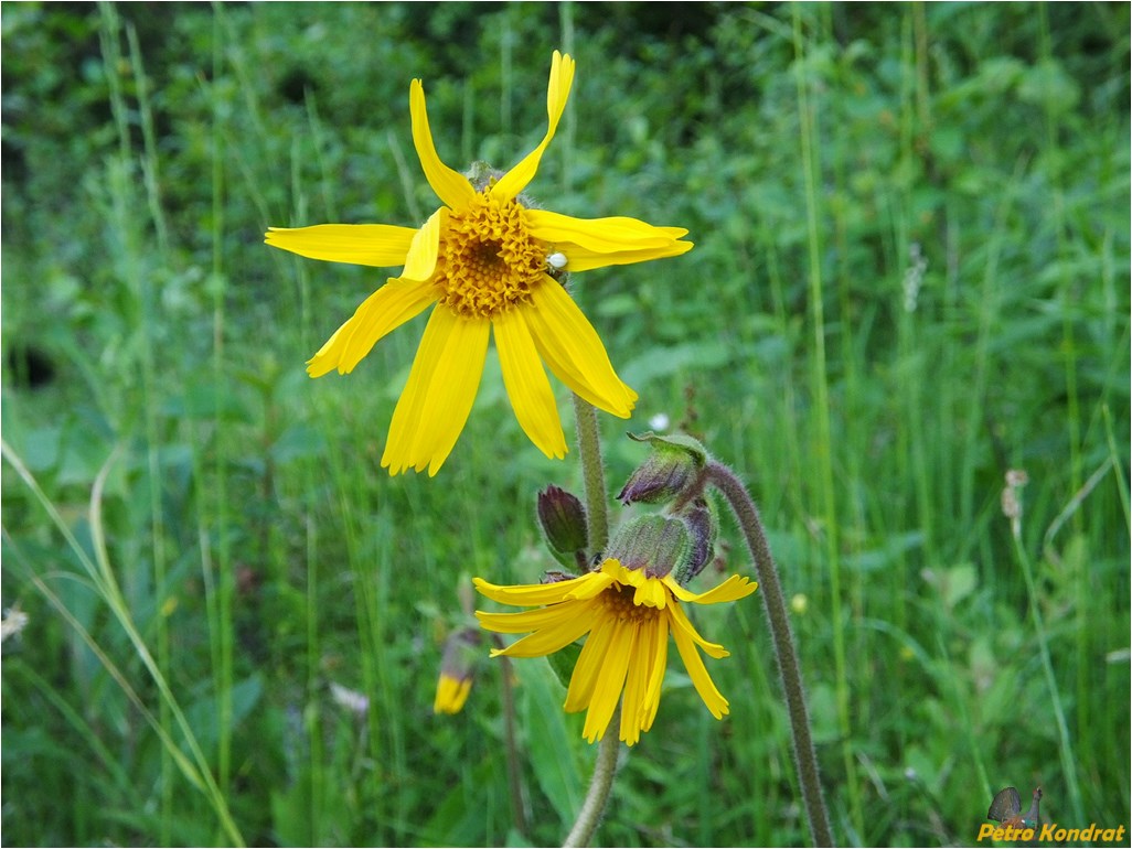 Image of Arnica montana specimen.