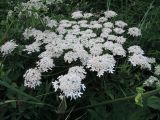 Heracleum sosnowskyi. Центральное соцветие. Московская обл., городской округ Балашиха, окр. дер. Чёрное близ ж.-д. платформы Заря, луг. 17.07.2017.