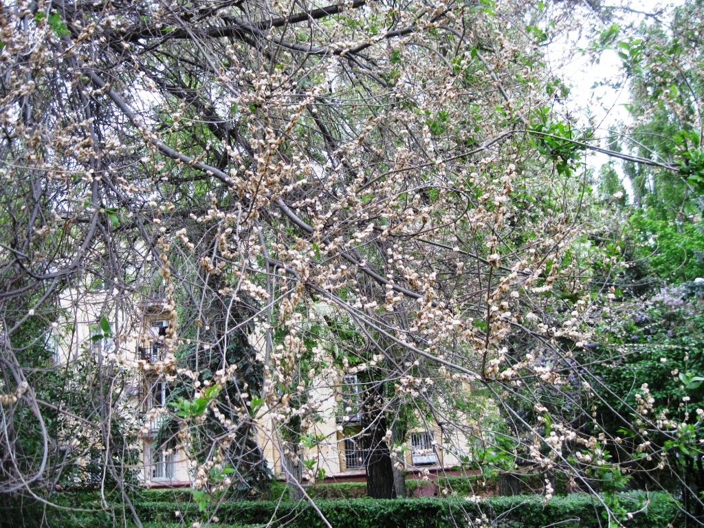 Изображение особи Ulmus pumila.