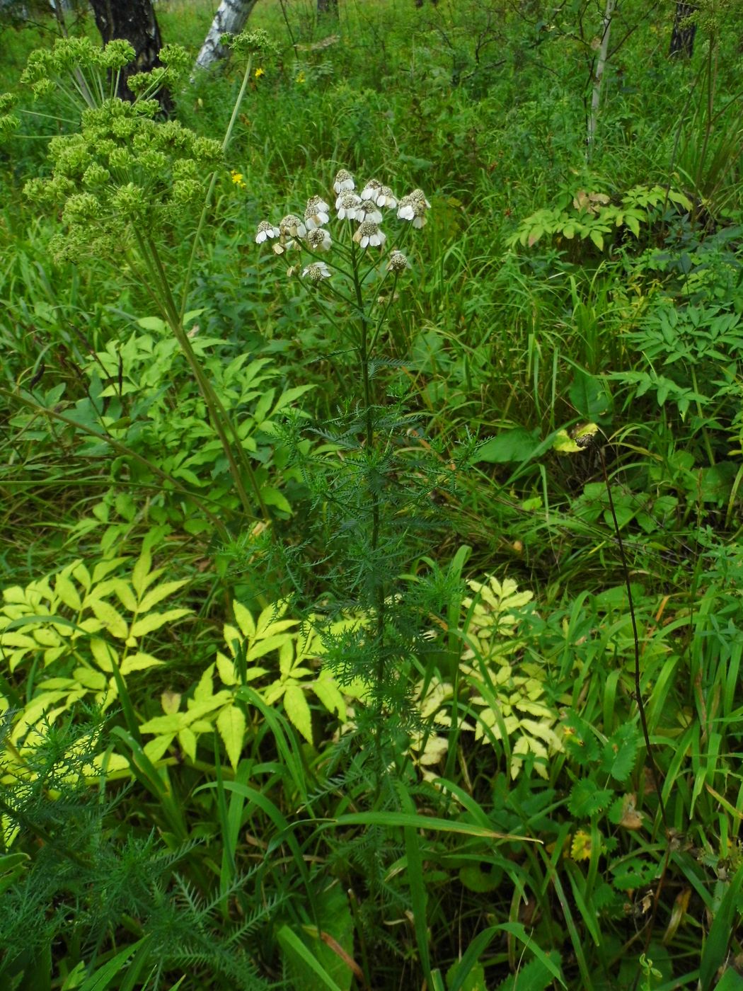 Image of Achillea impatiens specimen.