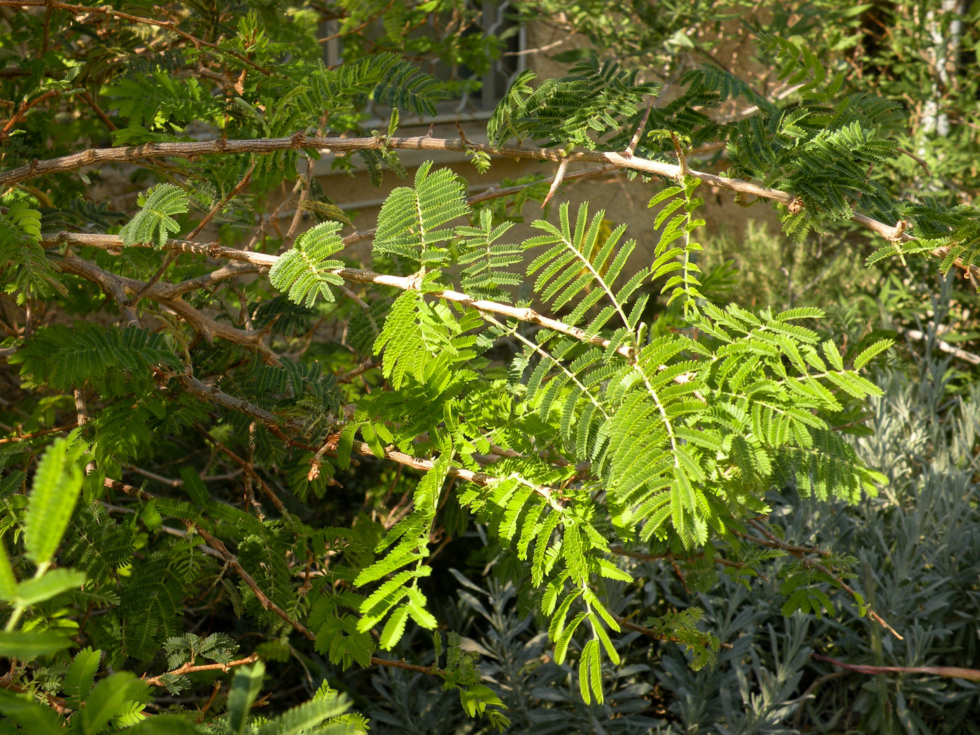 Image of Dichrostachys cinerea specimen.