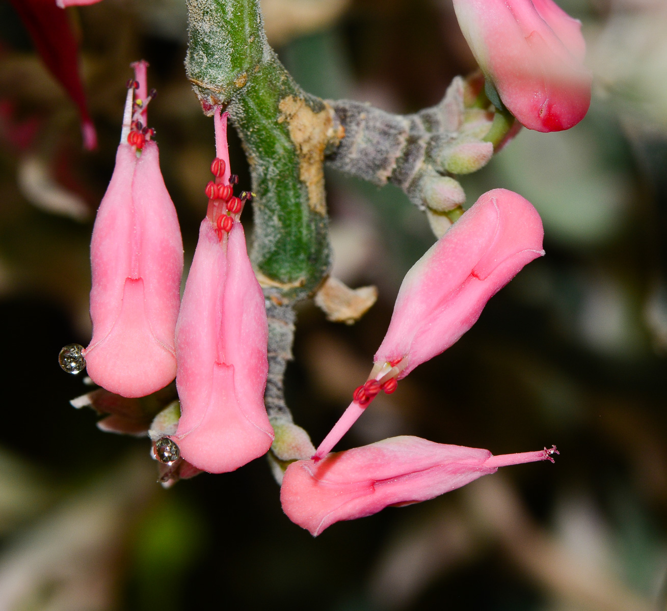 Изображение особи Euphorbia tithymaloides.