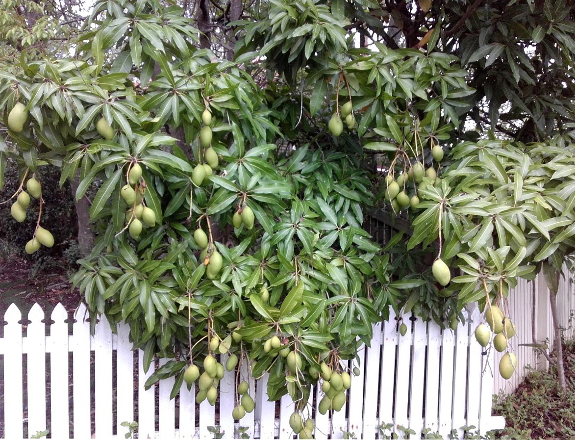 Image of Mangifera indica specimen.