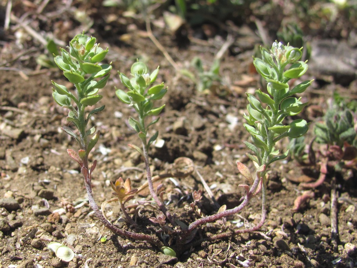 Image of Alyssum turkestanicum var. desertorum specimen.