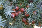 Juniperus oxycedrus subspecies macrocarpa