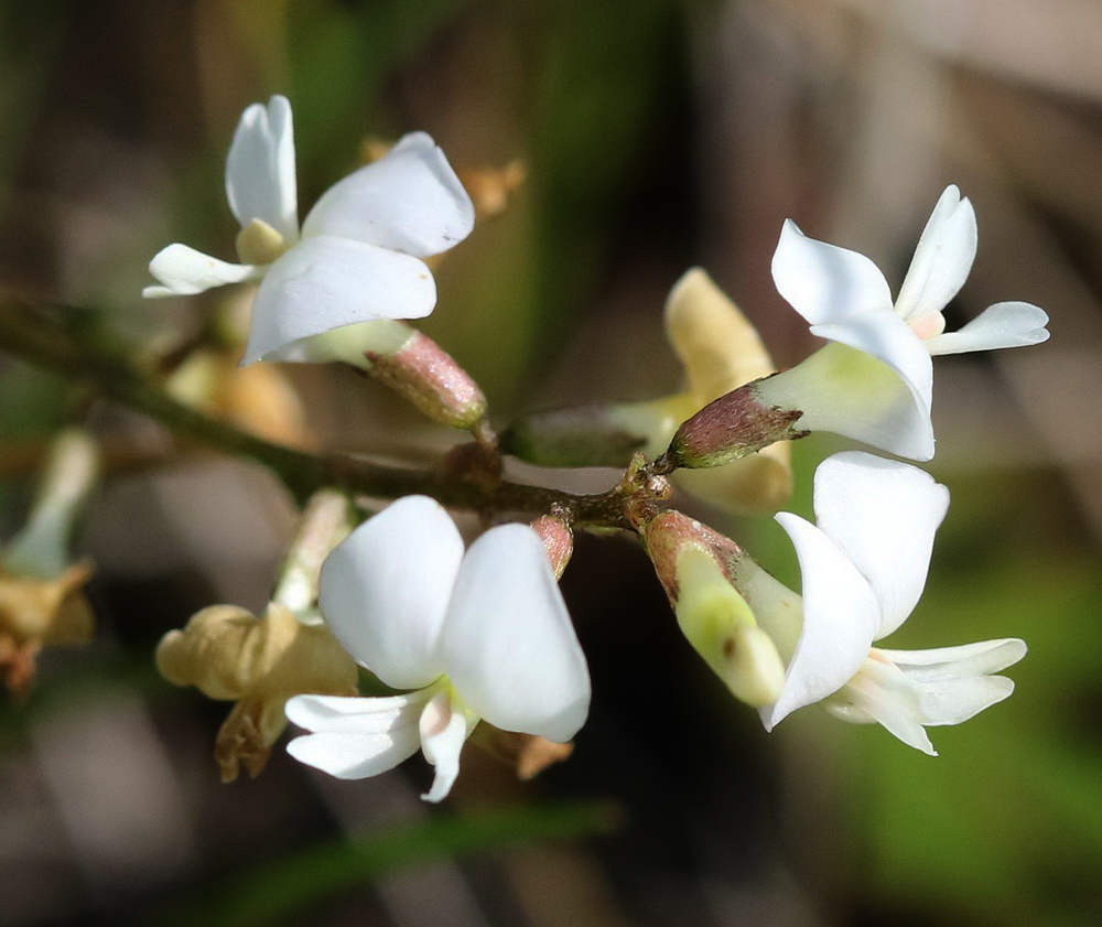 Изображение особи Astragalus silvisteppaceus.