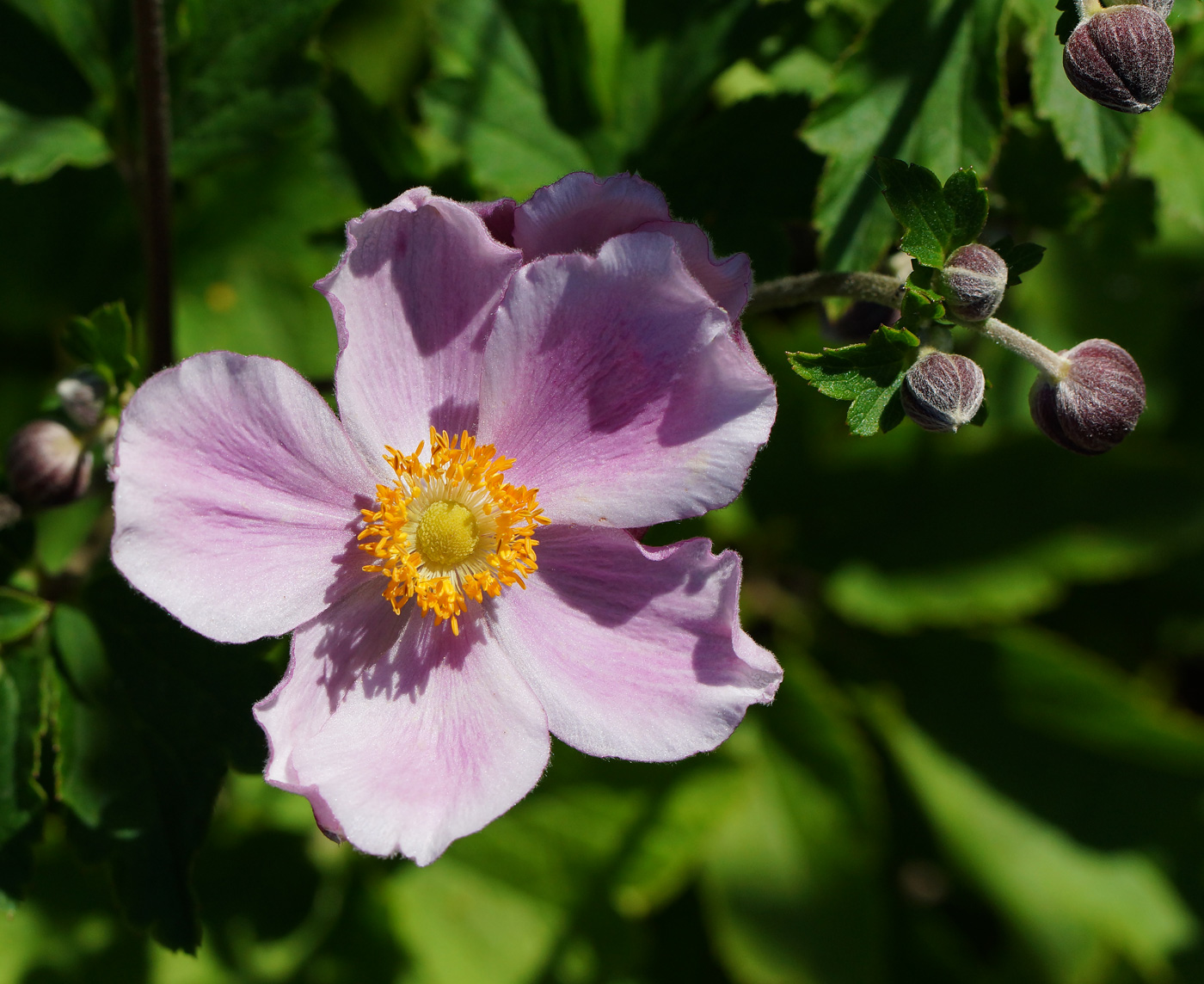 Image of Anemone hupehensis specimen.