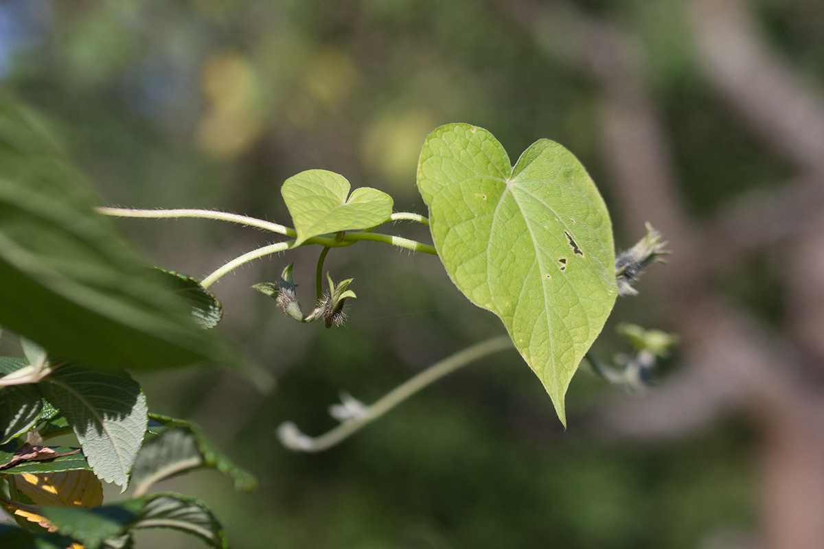 Изображение особи Ipomoea purpurea.