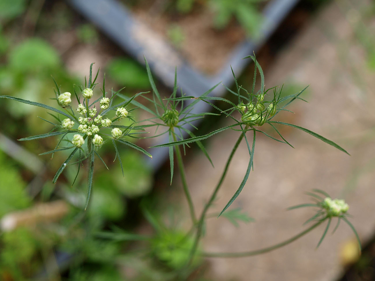 Изображение особи Daucus guttatus.