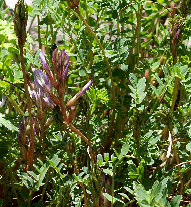 Image of Astragalus buschiorum specimen.