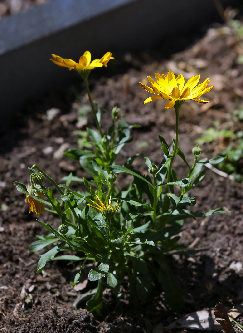 Image of genus Dimorphotheca specimen.