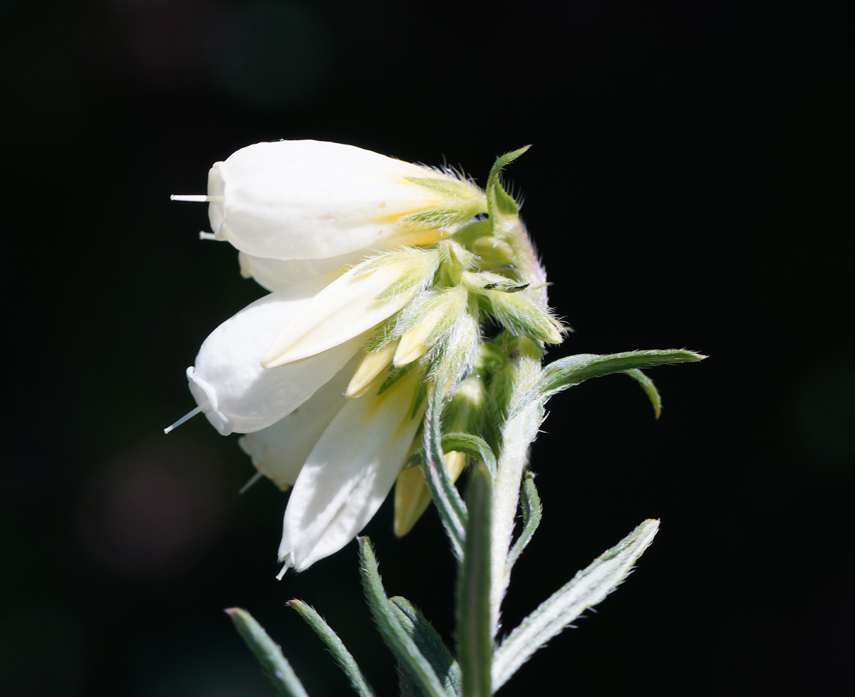 Image of Onosma simplicissima specimen.