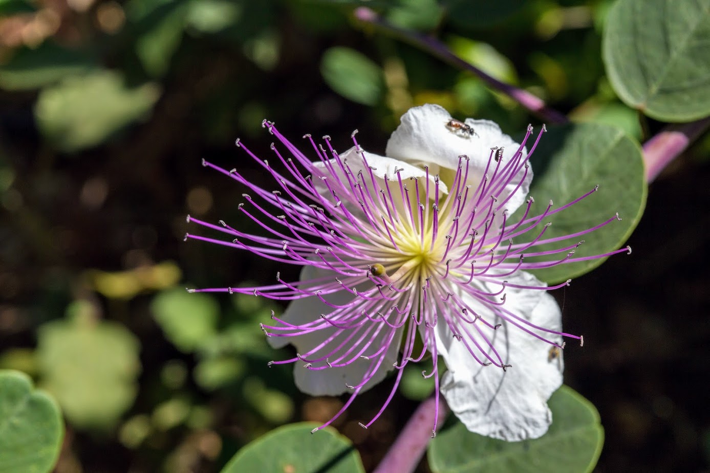 Image of Capparis zoharyi specimen.