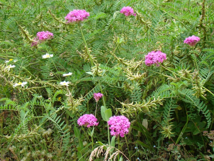 Image of Silene compacta specimen.