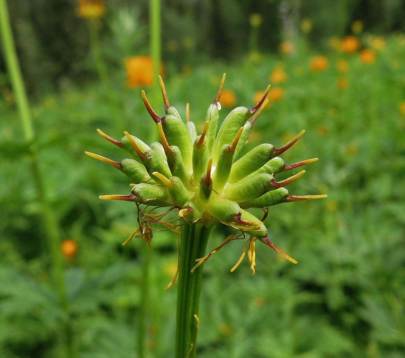 Image of Trollius kolonok specimen.