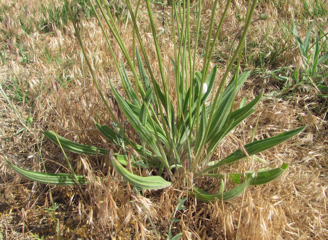 Image of Plantago lanceolata specimen.