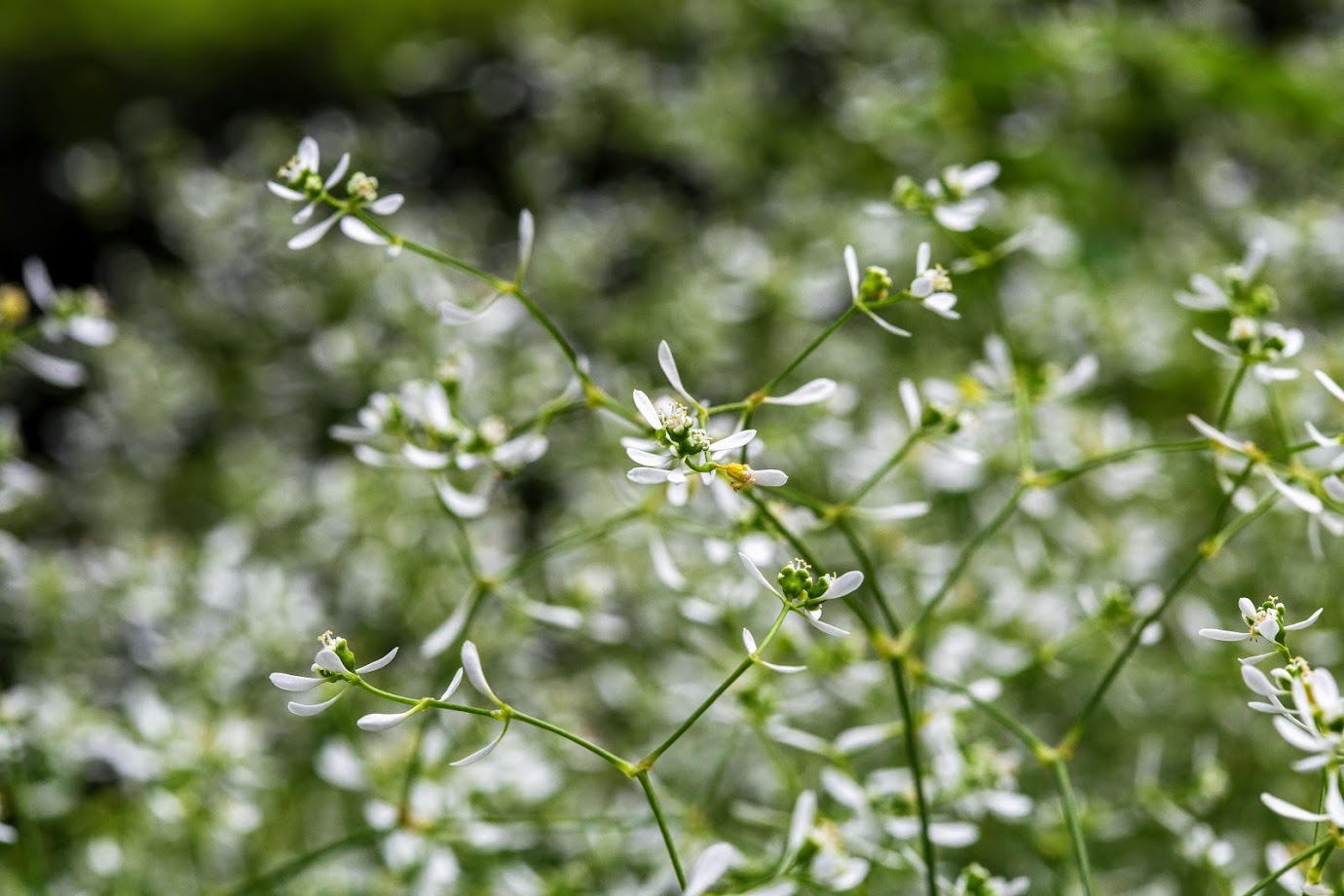 Image of Euphorbia graminea specimen.