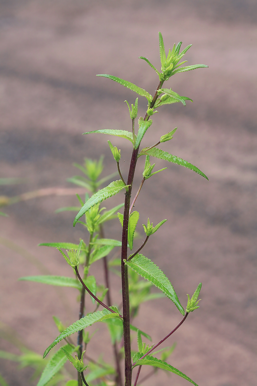 Image of Pedicularis resupinata specimen.