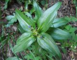 Gentiana cruciata