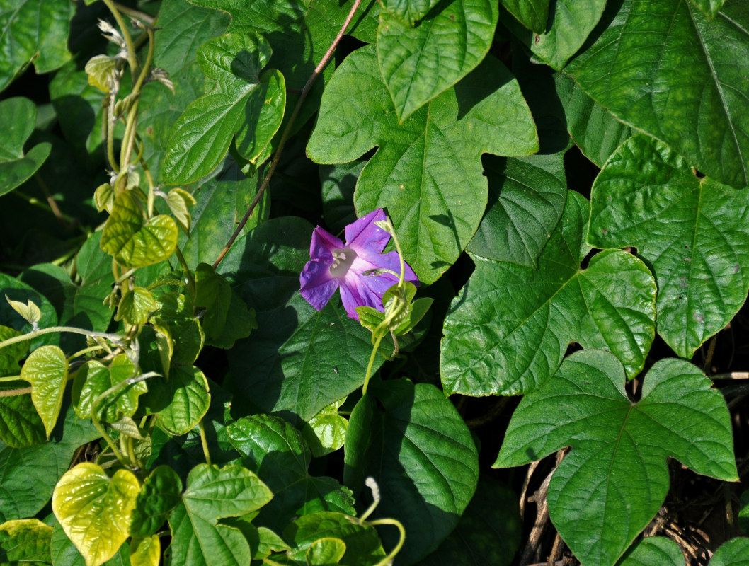 Image of Ipomoea indica specimen.