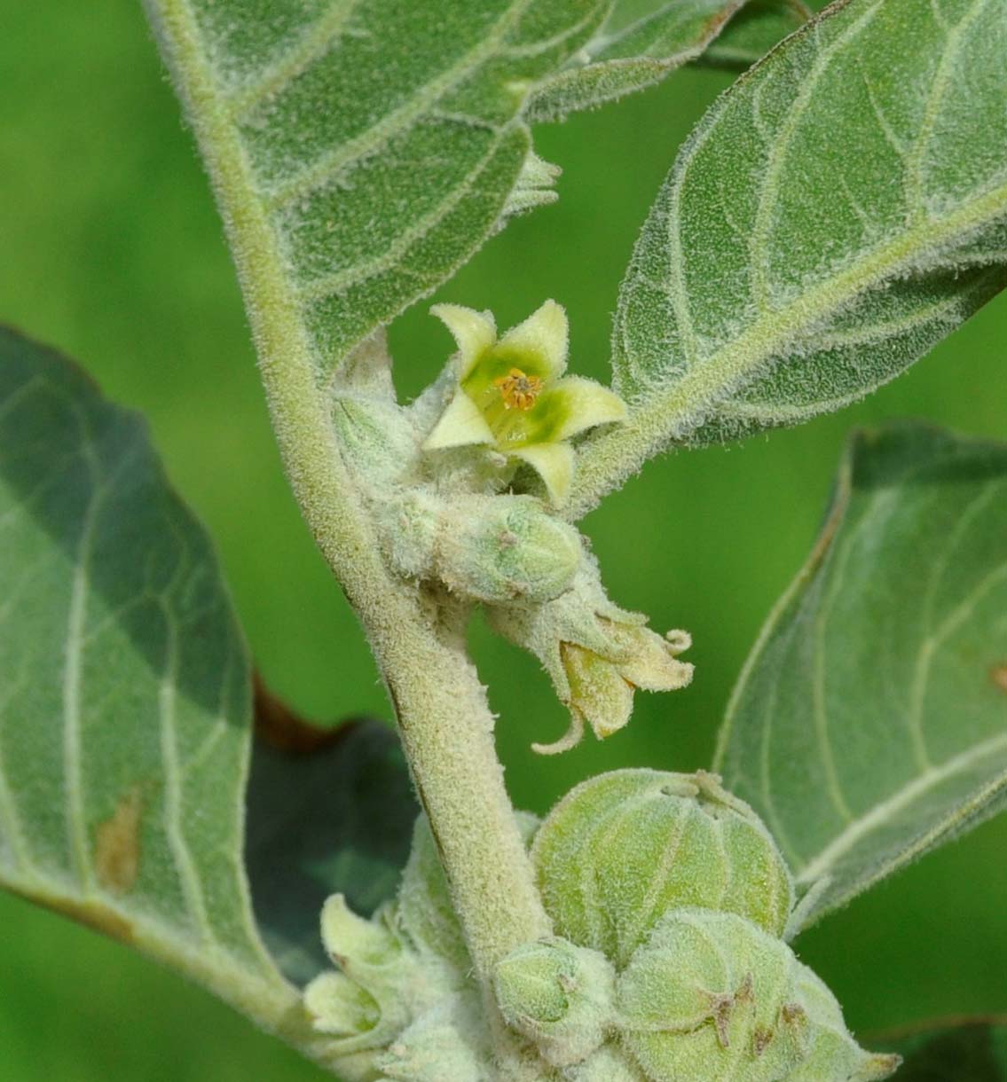 Image of Withania somnifera specimen.