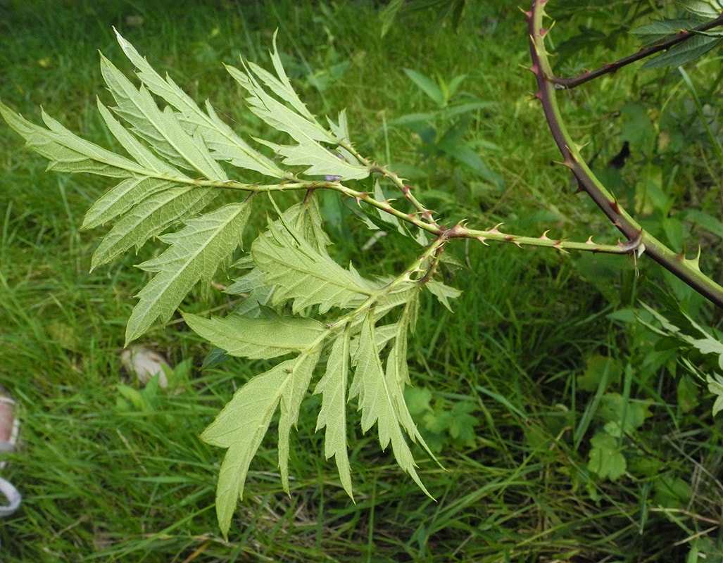 Image of Rubus laciniatus specimen.