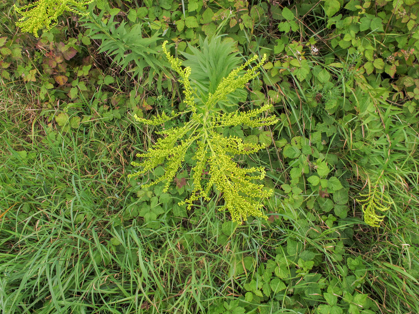 Image of Solidago canadensis specimen.