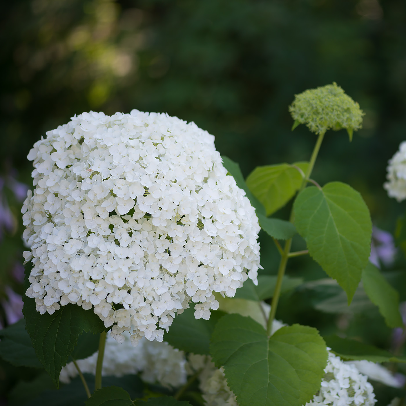 Image of Hydrangea arborescens specimen.