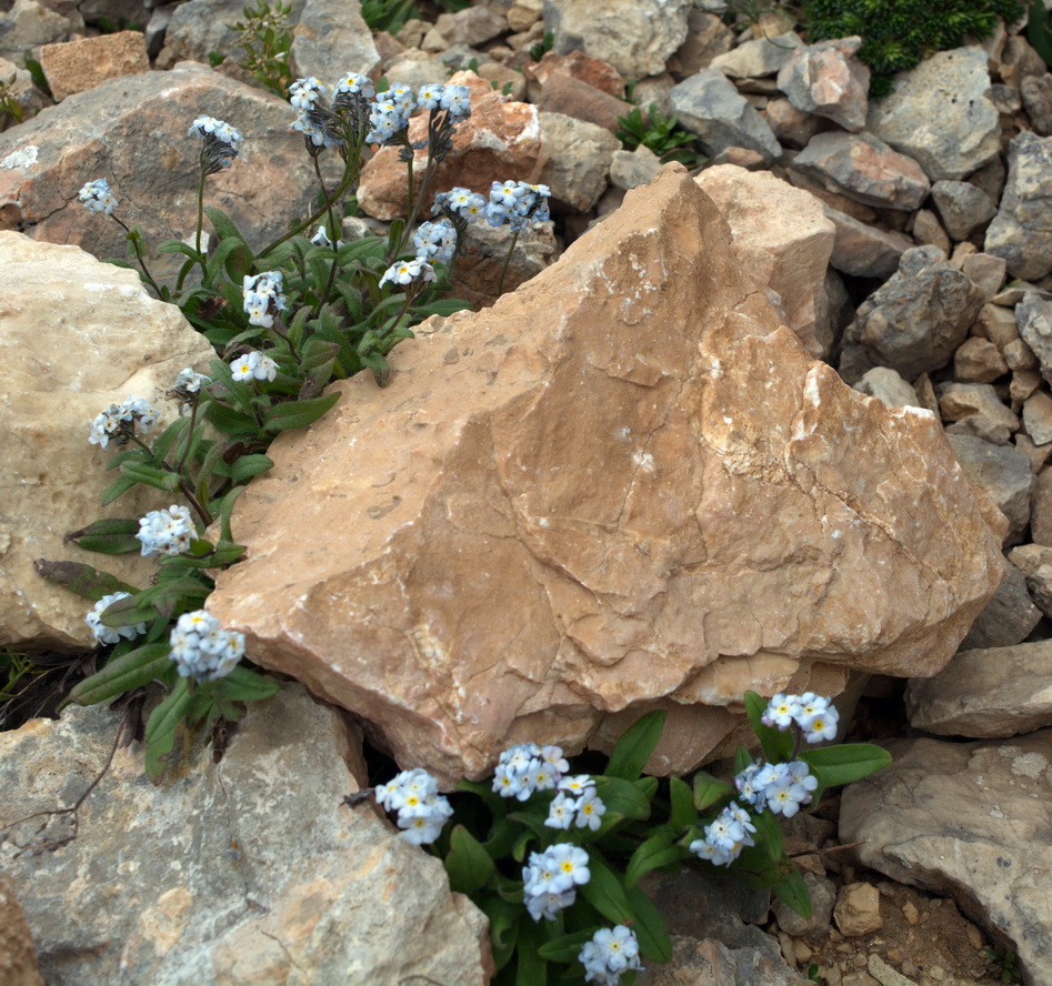 Image of Myosotis alpestris specimen.