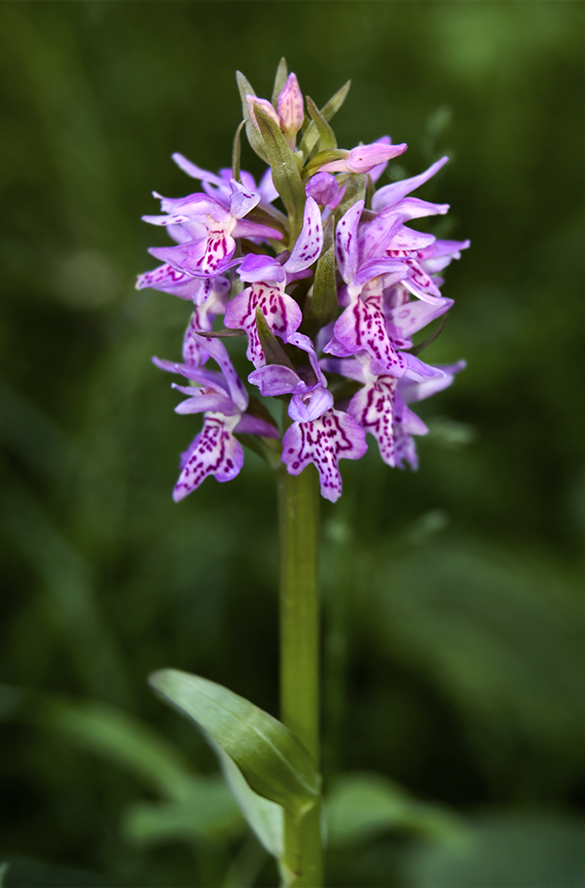 Изображение особи Dactylorhiza sibirica.