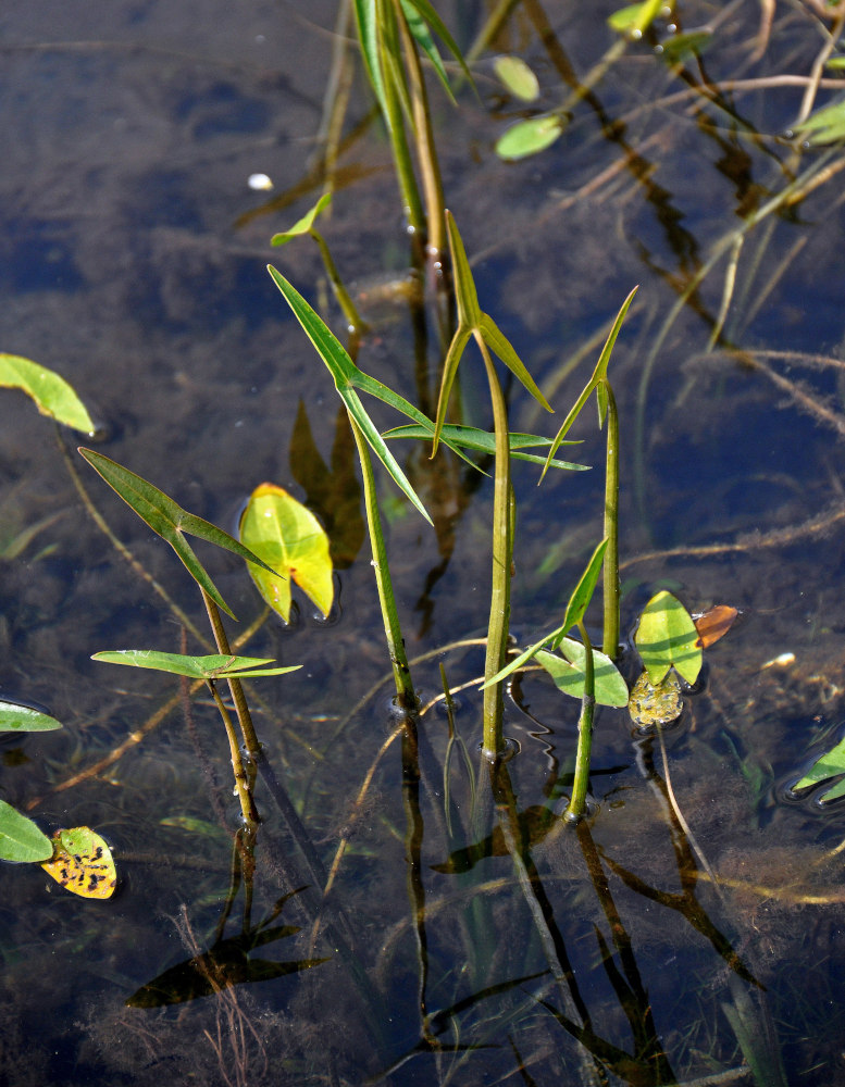 Изображение особи Sagittaria sagittifolia.