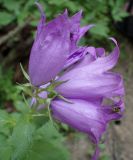 Campanula latifolia. Цветки с отдыхающими насекомыми. Московская обл., Талдомский р-н, смешанный лес, возле лесной дороги. 25.06.2019.