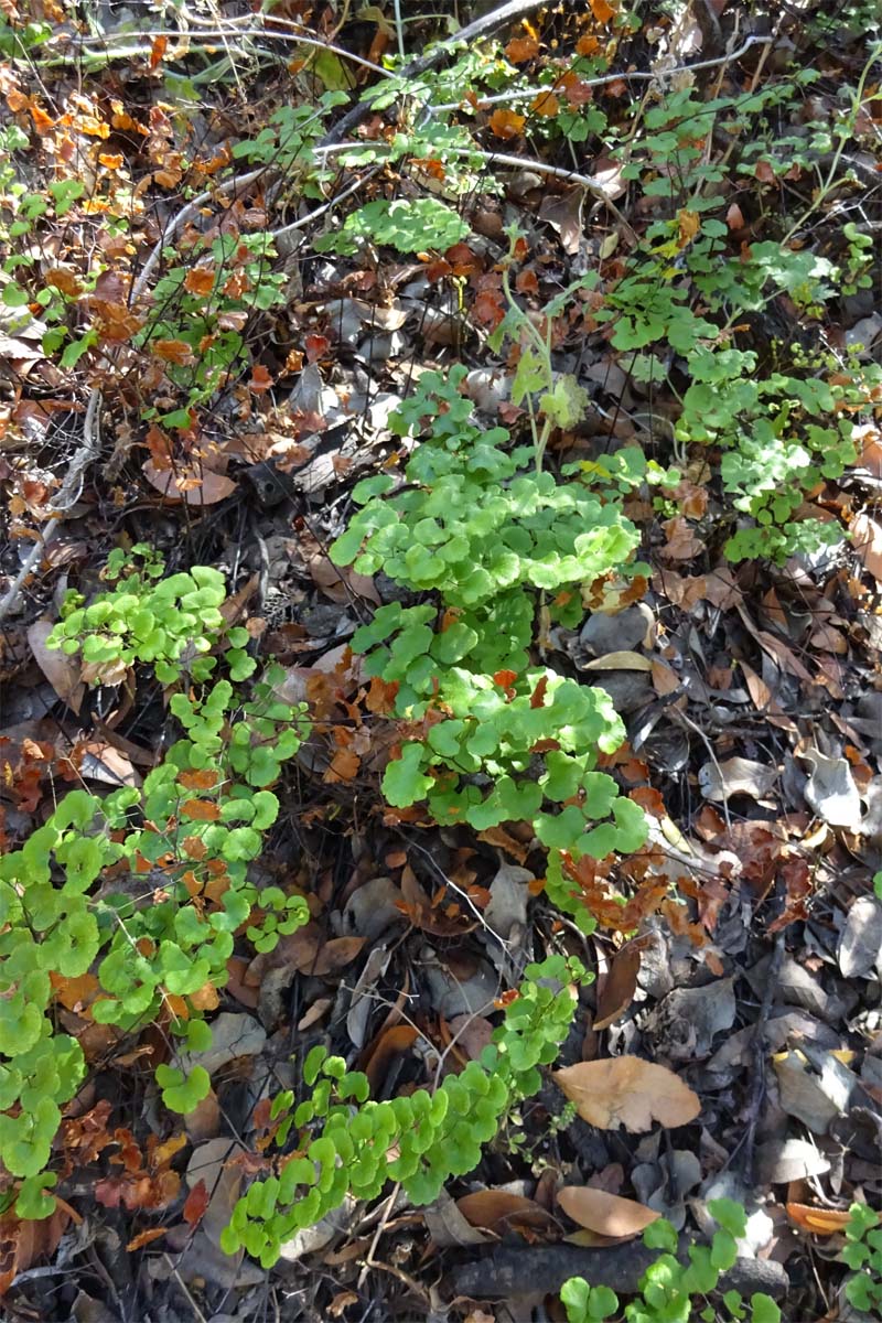 Image of Adiantum sulphureum specimen.