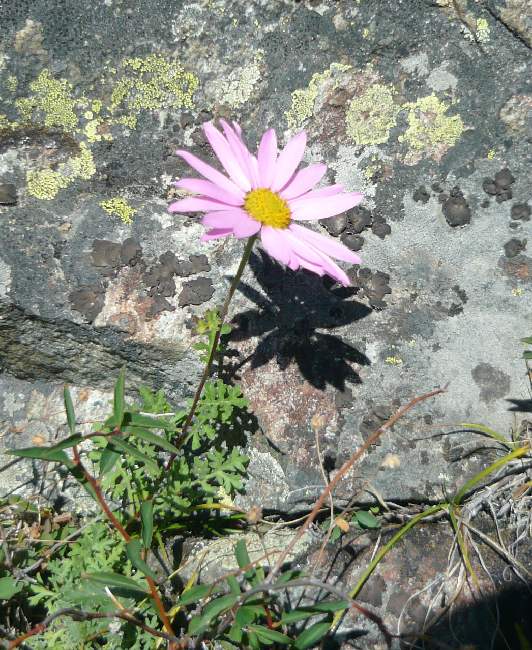 Image of Chrysanthemum sinuatum specimen.