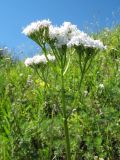 Valeriana rossica