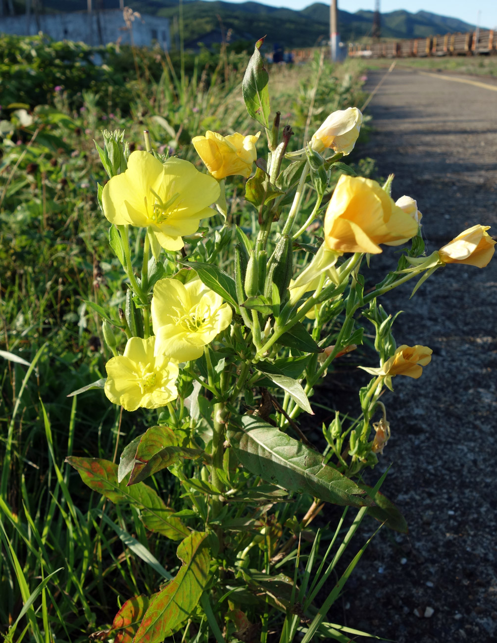 Image of Oenothera biennis specimen.