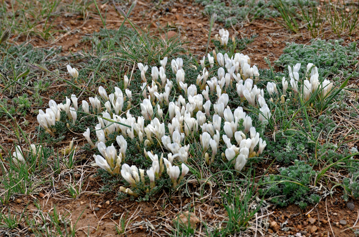 Image of Astragalus brevifolius specimen.