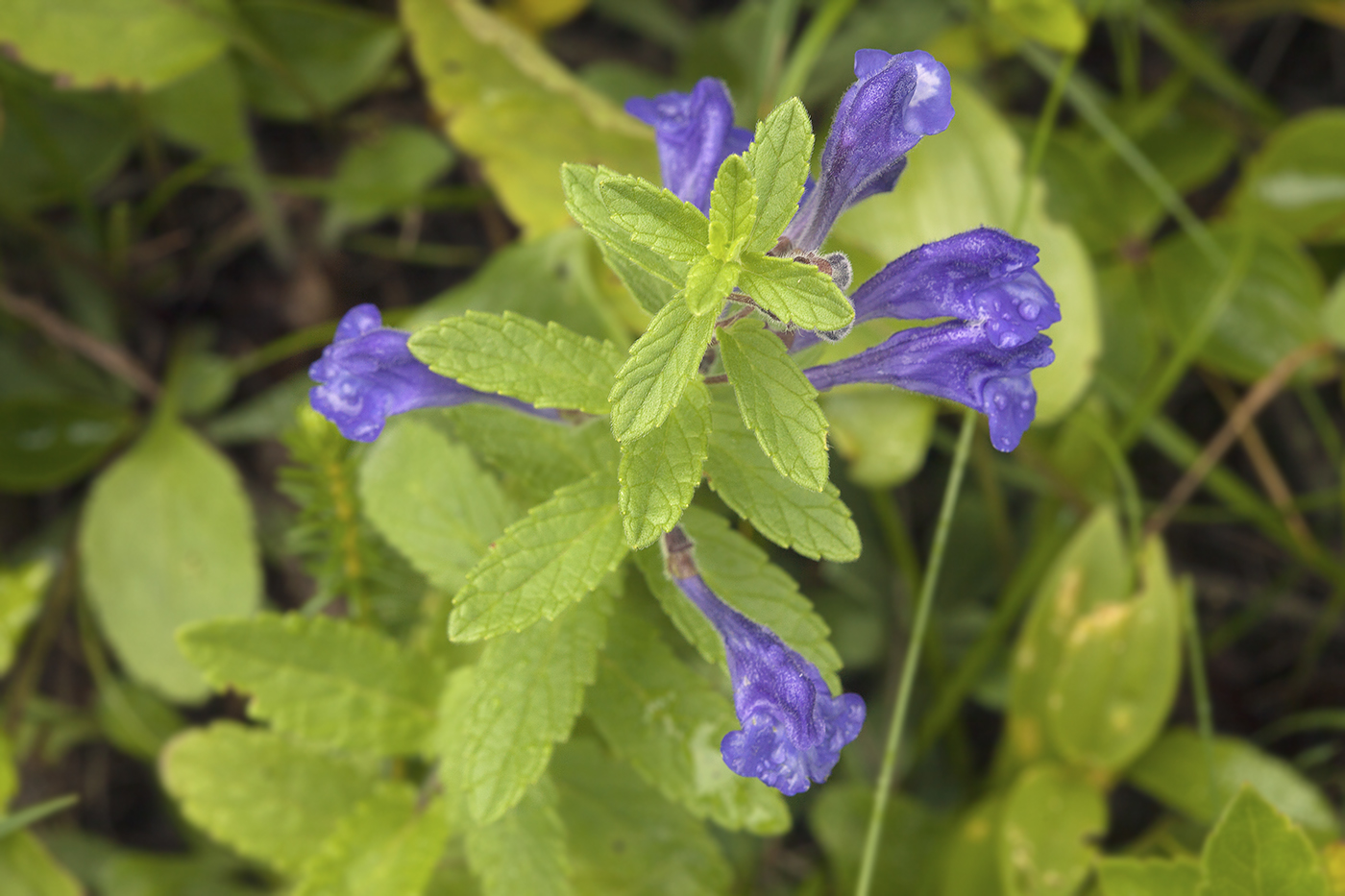 Изображение особи Scutellaria strigillosa.