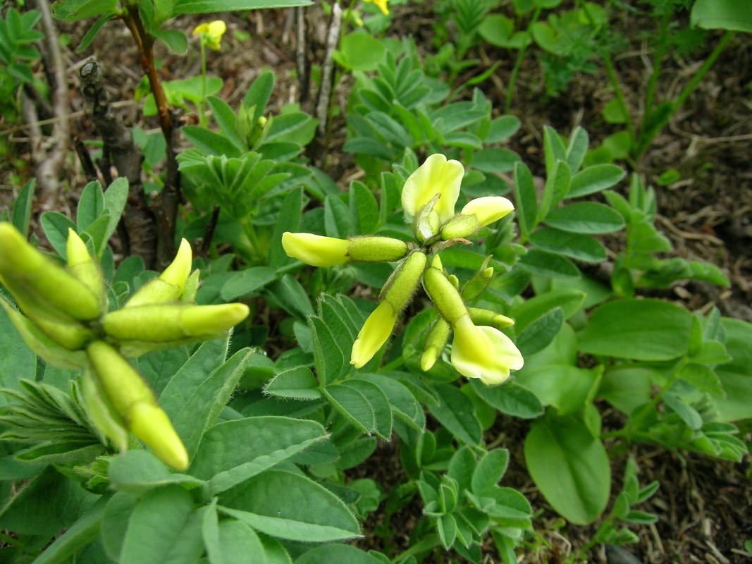 Изображение особи Astragalus saralensis.