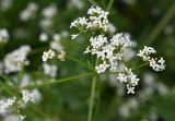 Galium pseudorivale