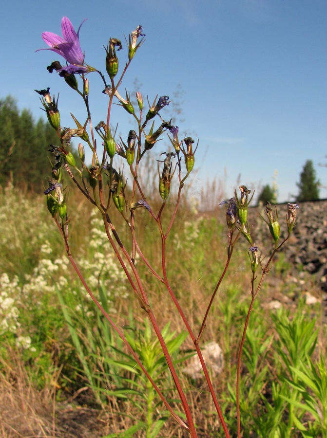 Image of Campanula patula specimen.