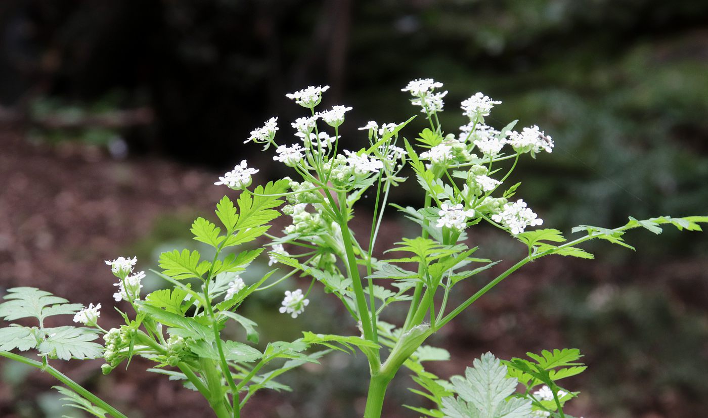 Изображение особи Anthriscus lamprocarpus.