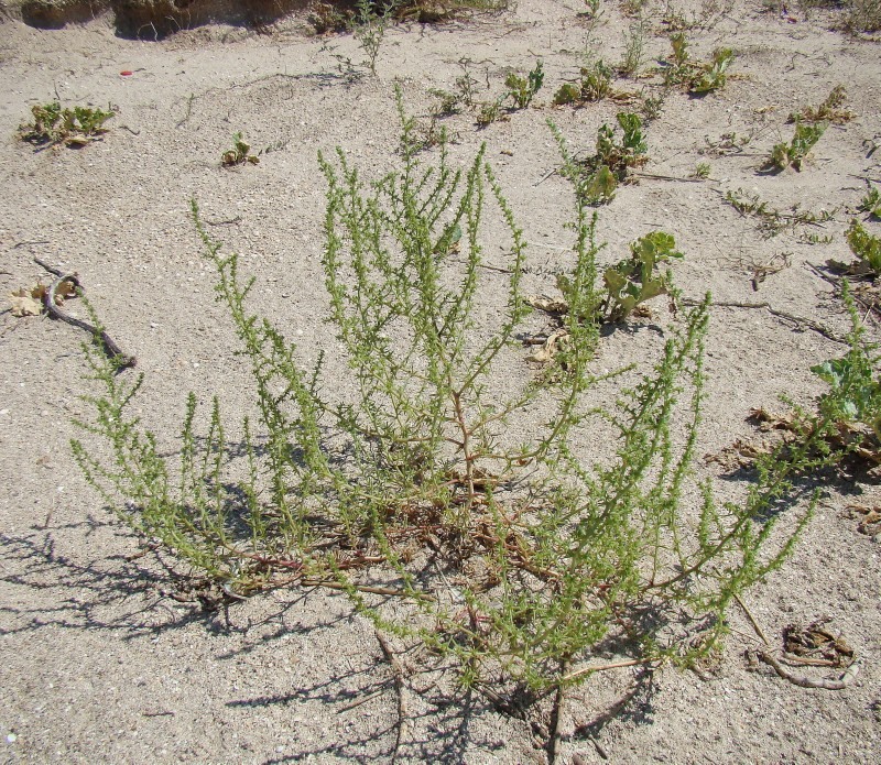 Image of Salsola pontica specimen.