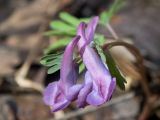 Corydalis solida. Верхушка цветущего растения. Московская обл., г. Дубна, лесопарк, смешанный лес с преобладанием берёзы, осины и ели. 04.04.2020.